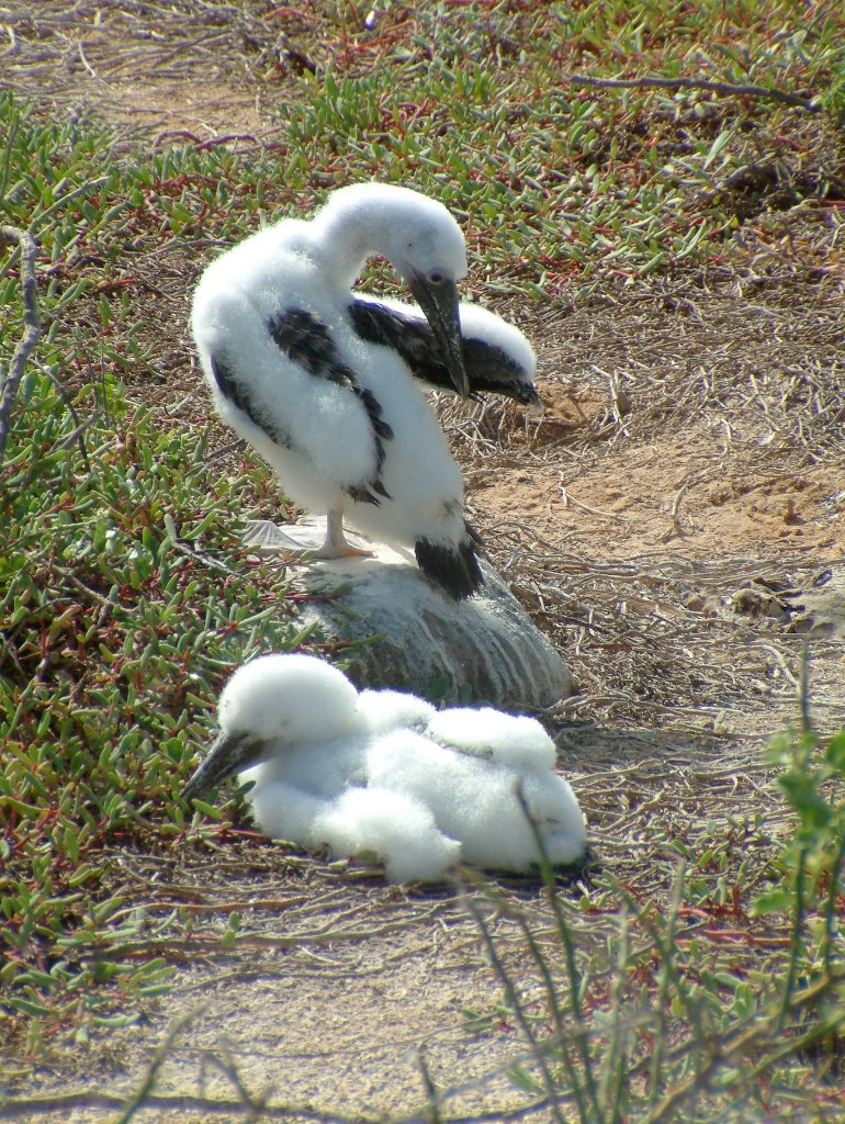 08-Masked Booby with chick.jpg - Masked Booby with chick